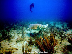 Loggerhead Turtles are abundant off the coast of Southeas... by Karen Christopher 